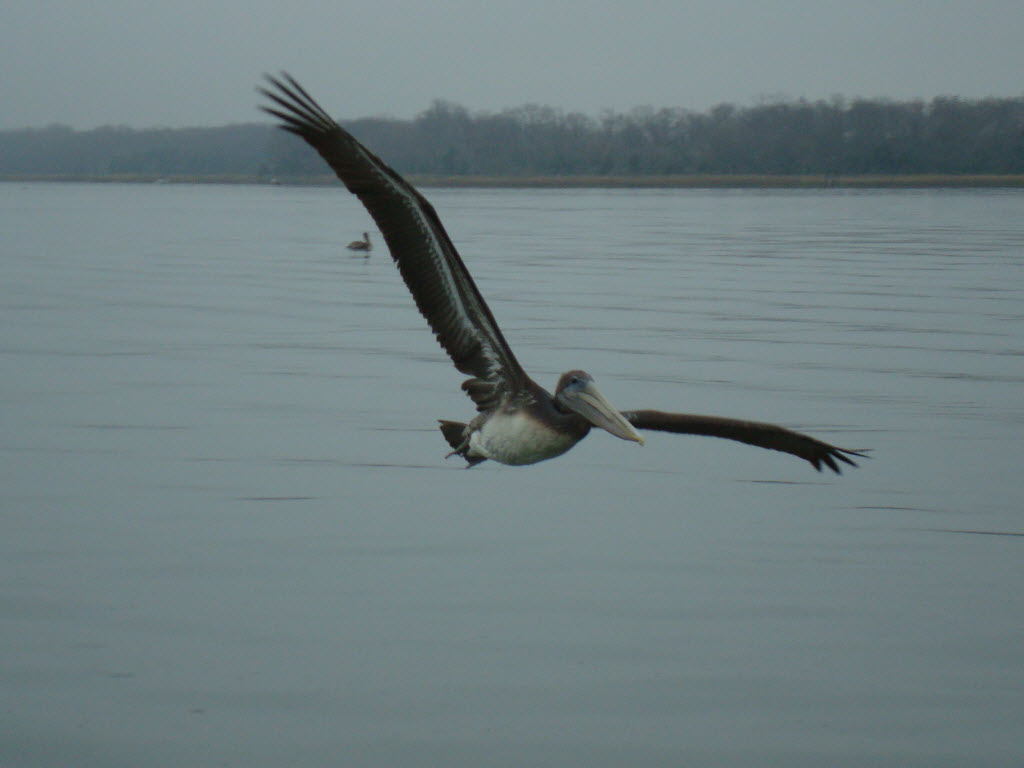 Pelican in Flight