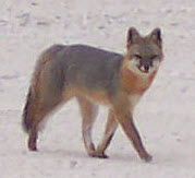 Fox